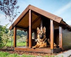 House of Dogs: 10 Reasons Why Every Dog Lover Should Visit the Ultimate Pet Paradise